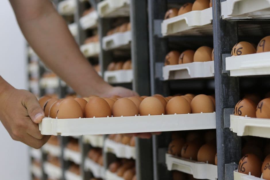 Dobbeltplomme-egg (illustrasjonsfoto)